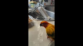 Pet sun conjure parrot eats and dances at the same time