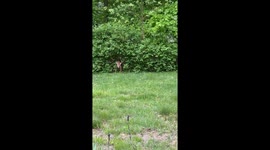 Spotted Baby Deer Says Hello
