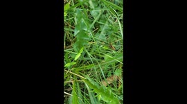 Close up of a cute little field mouse