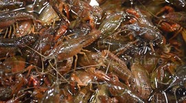 China: Live Crayfish at A Seafood Stall in Nanning