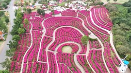 China: Blooming Bougainvillea in Nanning
