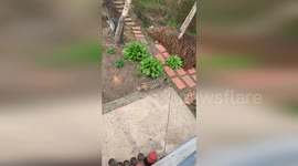 Hungry leopard attacks guard dog outside home in China