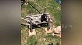 Chimp thows back child's shoe that it dropped into its pen