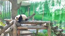 Adorable giant panda cub explores her enclosure