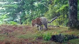 Rare footage of snow leopard caught out by summer thaw in Russia