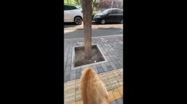 Tabby cat successfully lands on tree