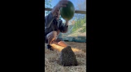 Guinea pigs delight in watermelon feast in Australia