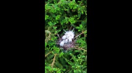 Baby egrets born in south China