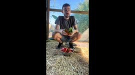 Guinea pigs relish tasty pepper feast in australia
