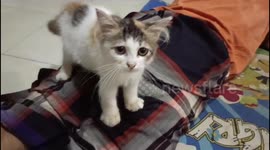 lusi, cute kitten likes to massage