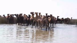 A big herd of camels is trying to get relief from the scorching heat in India