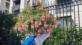 Hayfever hell?: Chelsea Flower Show visitors leave event after bagging bargains on final day