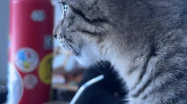 Snowflake: Adventures of a Snowy Kitten