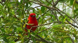This Rare Bird Has Never Been Seen In Saskatchewan: Chasing Scarlet Tanager