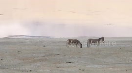 China: Tibetan Wild Donkeys Play in Shigatse