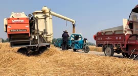 China: Wheat Harvest in Fuyang