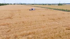 China: Wheat Harvest in Suzhou