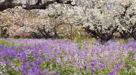 China: Flowers in Full Bloom in Huai'an