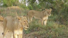 Massive, majestic pride of lions, including cubs, seen lounging