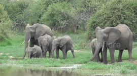 Elephant Family Drinking, Swimming, and Young Ones Playing in the Water