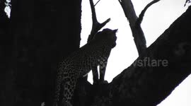 A fascinating glimpse into the stealth, agility of one of nature's most skilled predators