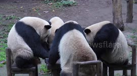 China: Panda Eating in Chongqing Zoo