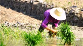 China: Farmers Plant Rice Seedlings in Yichang