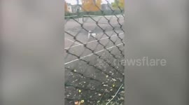Cheeky dog hoarder amassed 100-strong tennis ball haul