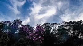 China: Blooming Rhododendrons at Jinfo Mountain in Chongqing