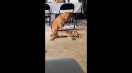 Dog Wants Her Puppy Friend to Wake Up and Play