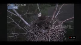 Live Cam Catches Bald Eagle Weathering 80 MPH Winds