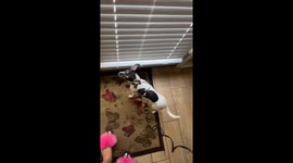 When You Can't Find the Leash and Need to Improvise