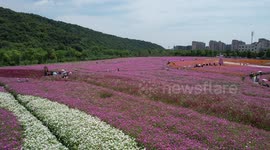 China: Galsang Flowers Tour in Hangzhou
