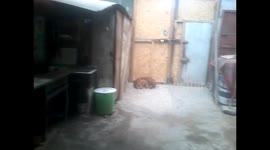 Bueno el del vídeo soy yo como ven soy discapacitado vivo en Puente Piedra Lima - Perú y estoy solicitando ayuda para comprar una pierna ortopedica para mí la cantidad que necesito es $ 89,000 dólares