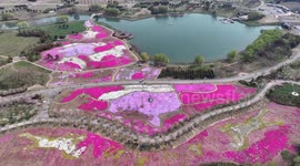 China: Tourists Enjoy Rapeseed Flowers And Cherry Blossoms in Huai'an