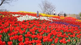 China: Tourists Enjoy Blooming Tulips at Hongze Lake Wetland Scenic Spot in Suqian