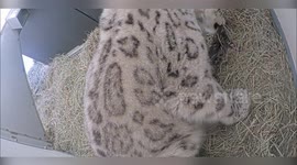 Snow leopard gives birth to two cubs at Toronto Zoo