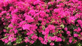 China: Blooming Triangle Plum in Nanning