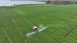 China: Wheat Grwoth in Kunshan