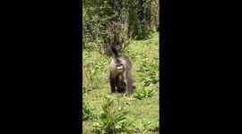 Endangered monkeys enjoy summertime in China's Yunnan