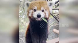 Australia: Adorable Red Panda Captured Enjoying Leafy Meal
