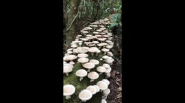 Thousands of mushrooms grow on tree trunks overnight after rain