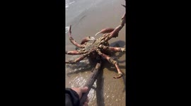 Woman rescues giant spider crab from shore
