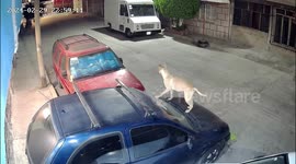 Two dogs' unusual car encounter caught on security camera in Mexico