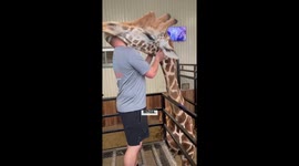 Chiropractor gives giraffe an adjustment