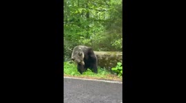 Bear finds perfect back scratcher: fallen tree