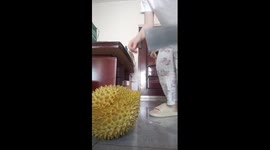 Pet dog recoils in horror when he smells durian fruit