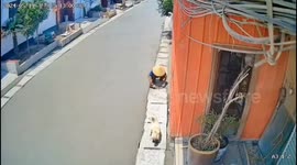 Pet dog leaves paw prints over freshly laid concrete road