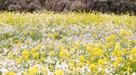China: Rape Flowers in A Rural Field in Cengong