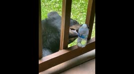 Bears invade Gatlinburg cabin: close encounters caught on camera